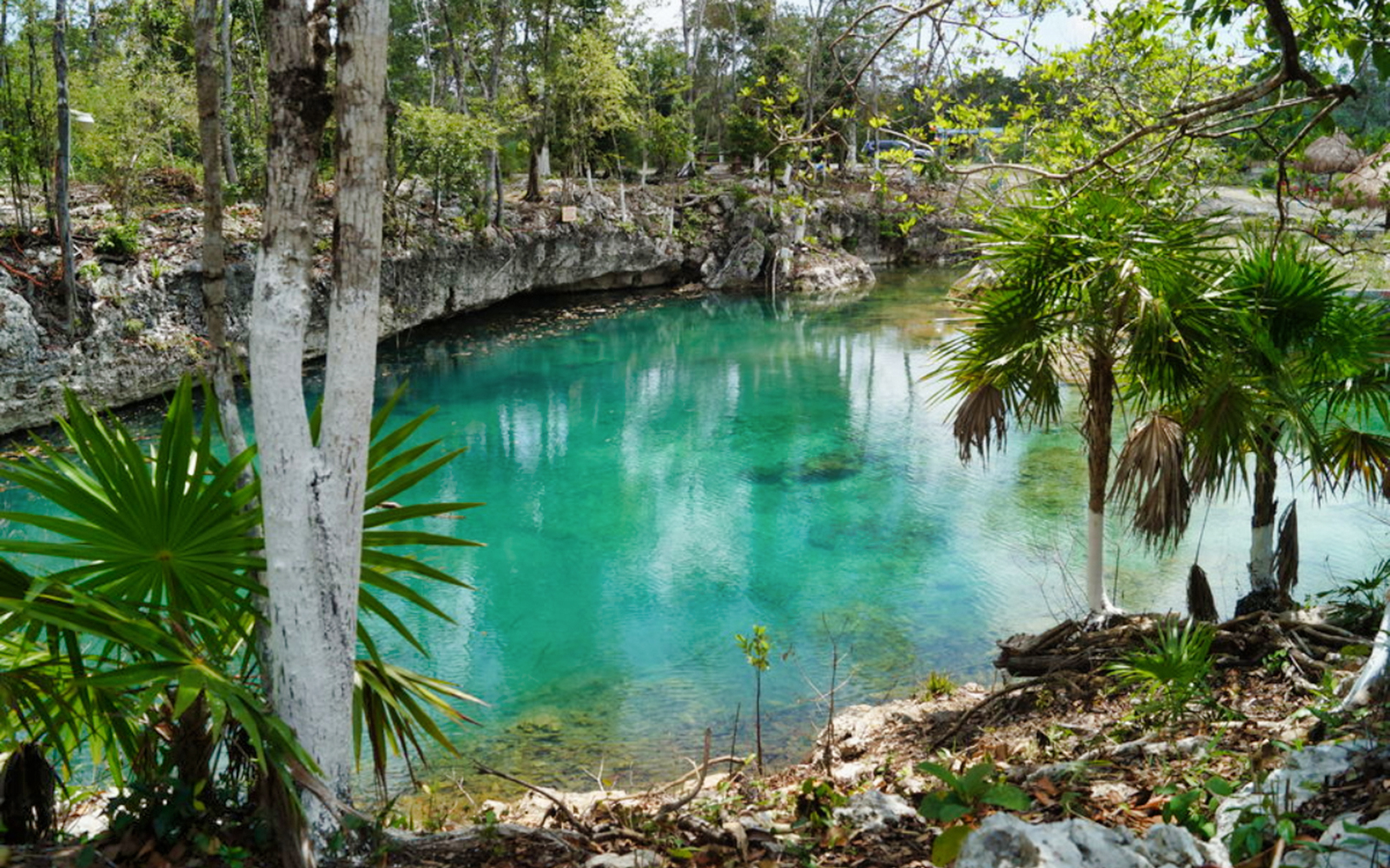 Cenote with turquoise water surrounded by trees in Tulum, part of a full-day tour.