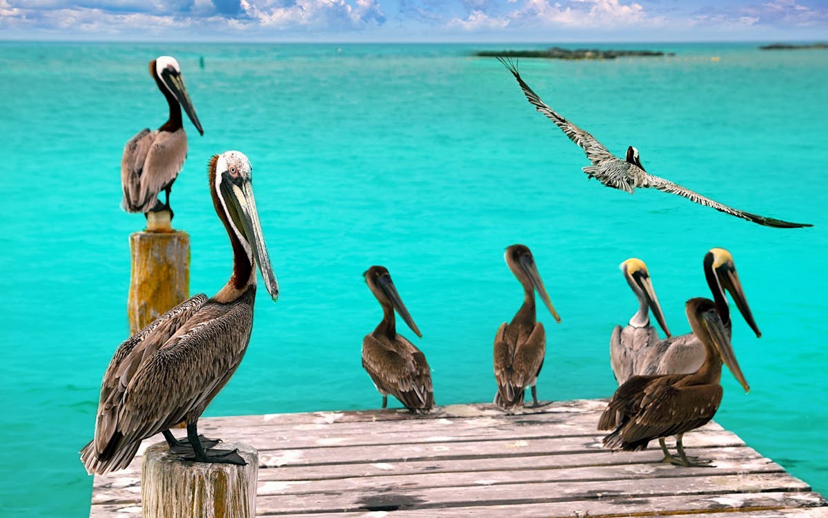 all-inclusive catamaran to isla mujeres tour-5 all-inclusive catamaran to isla mujeres tour-5