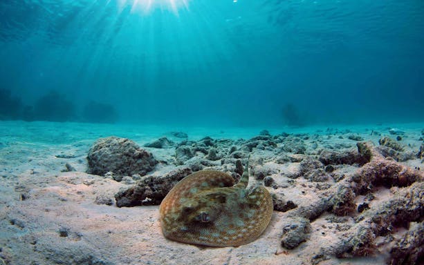 Cenote dive and zip line experience in Cancun's Mayan Adventure tour.