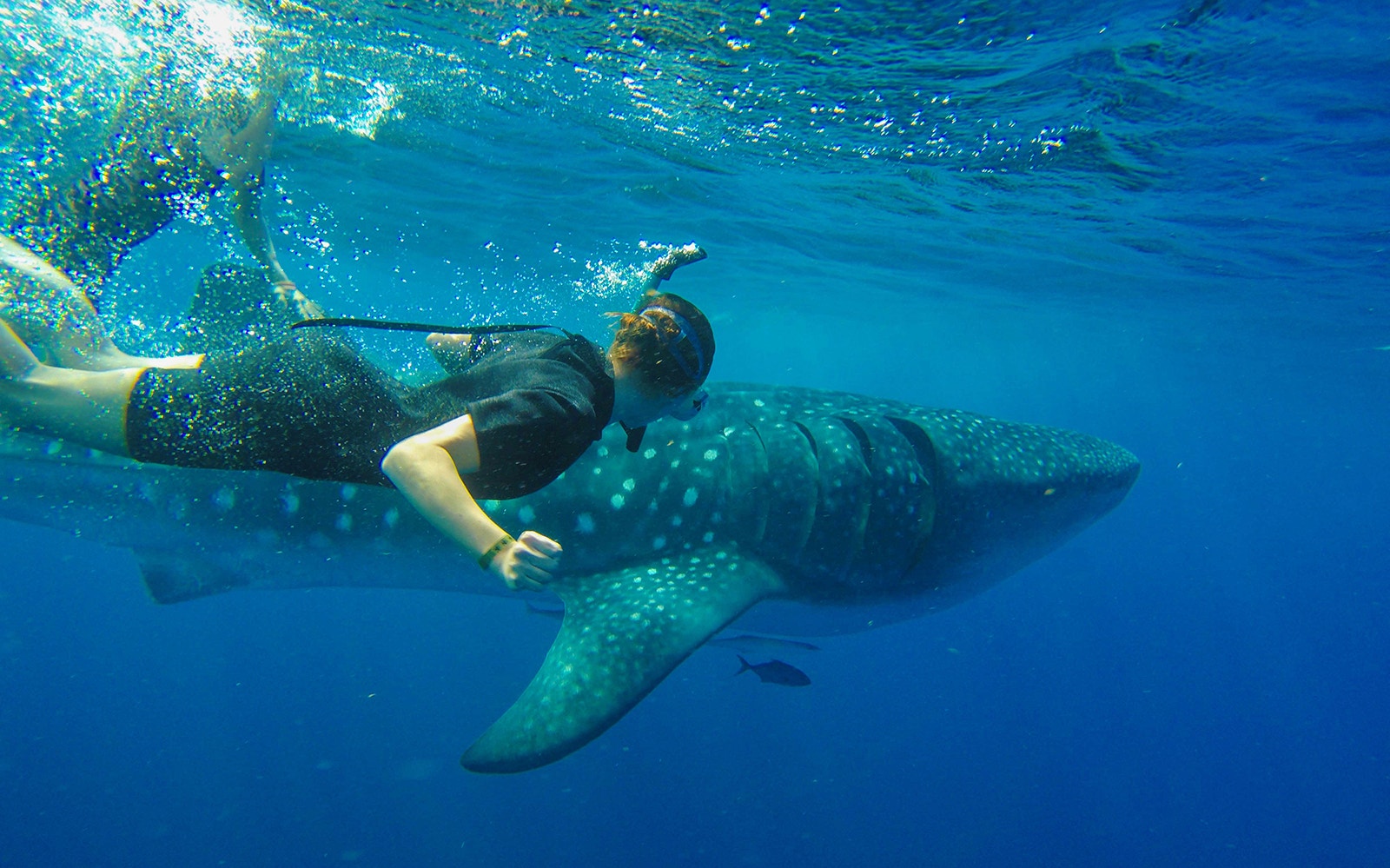 Snorkeler swimming alongside a whale shark in Cancun waters.