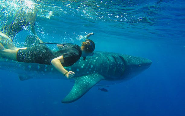 Whale shark swimming near snorkelers in clear Cancun waters during adventure tour.
