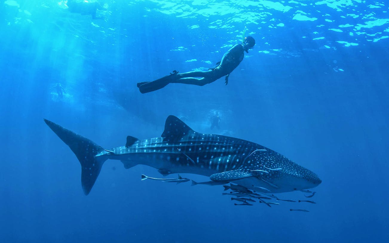 Snorkeler swimming alongside a whale shark in Cancun waters.