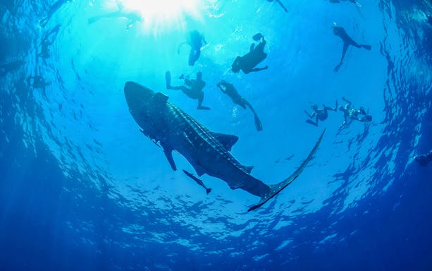 Whale shark swimming near boat in Cancun during adventure tour with lunch and transfers.
