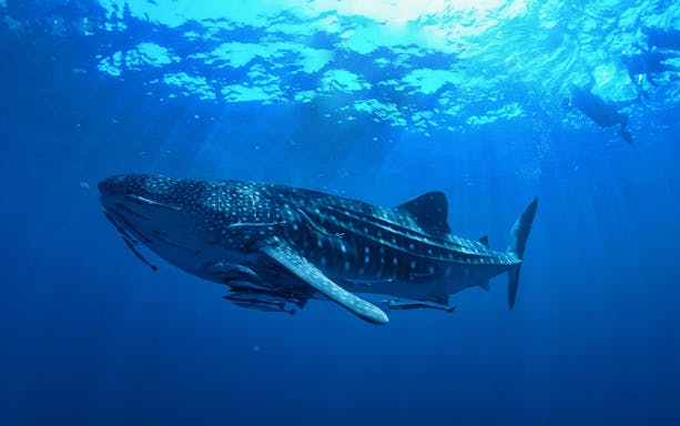 Whale shark swimming near snorkelers in clear Cancun waters during adventure tour.