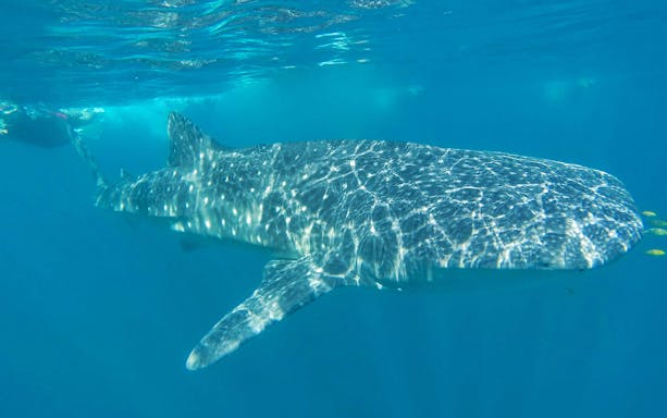 Whale shark swimming near boat in Cancun during adventure tour.