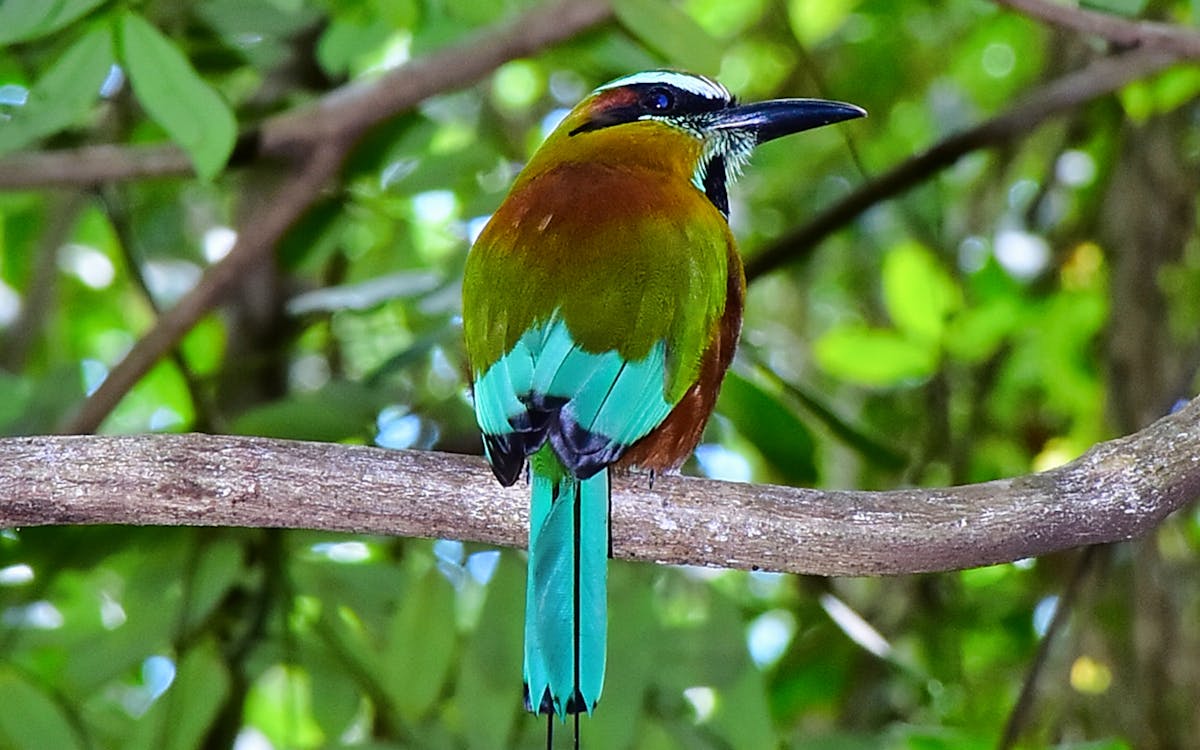 rio secreto reserve: ticket & underground river tour with lunch & transfers-6 rio secreto reserve: ticket & underground river tour with lunch & transfers-6