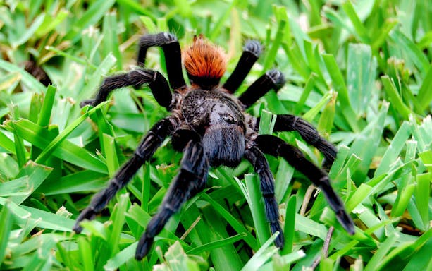 Tarantula on grass at Rio Secreto Reserve, part of the underground river tour experience.
