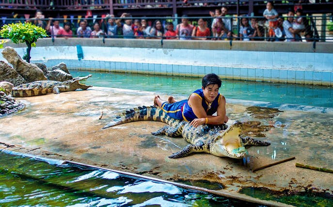 Performer with crocodile at Samphran Elephant Ground & Zoo, Thailand.