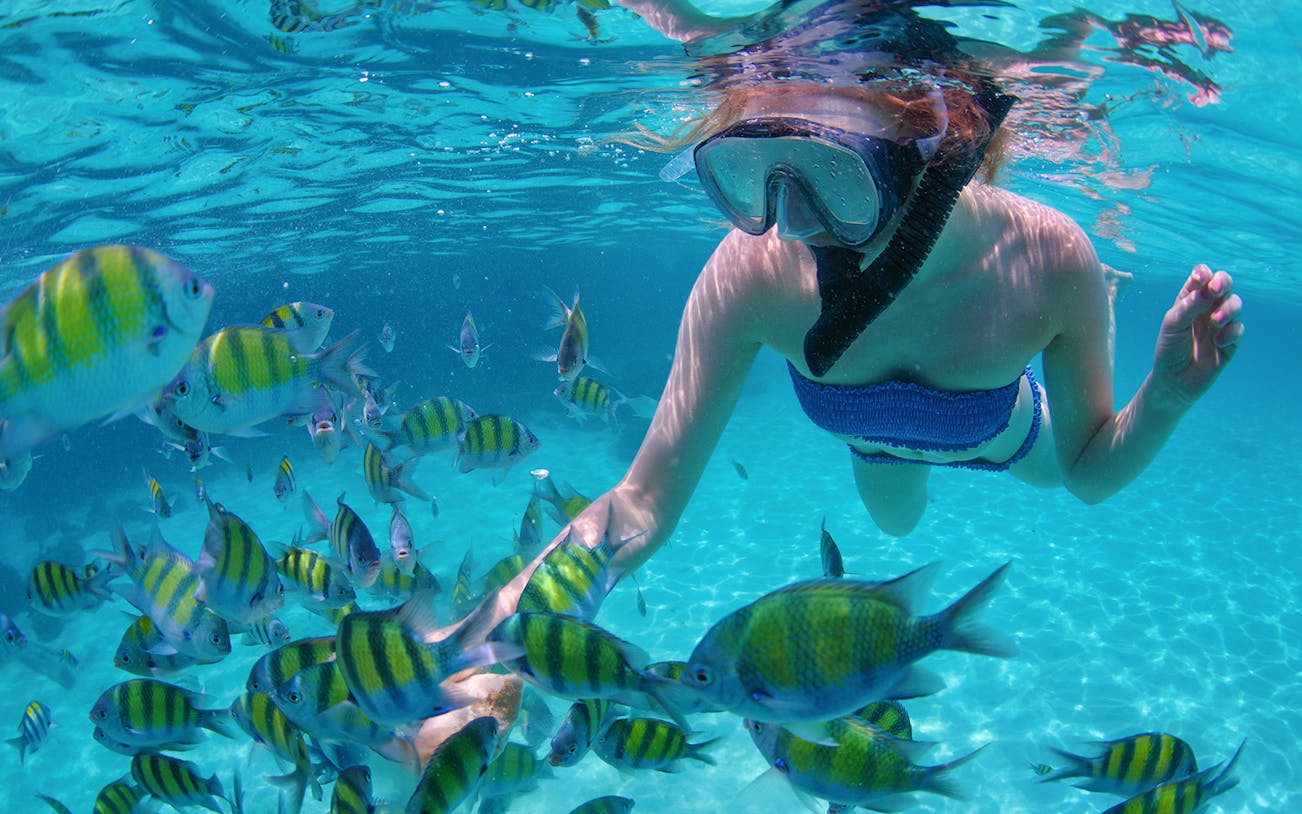 Snorkeler swimming with tropical fish in Cabo San Lucas.