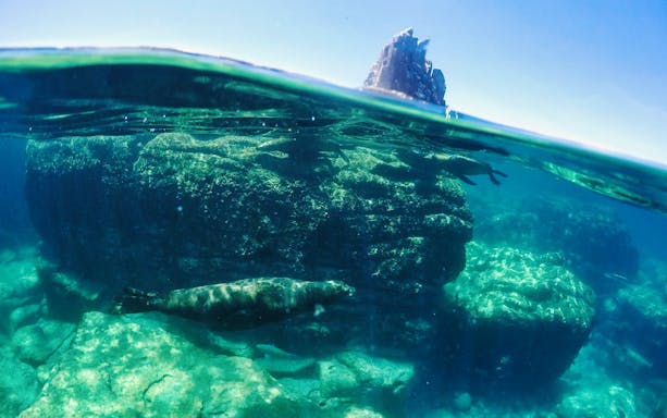 Sea lion swimming near rocks in the Sea of Cortez, Cabo San Lucas snorkeling tour.