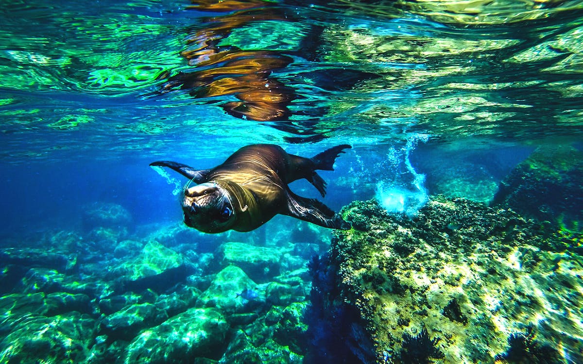 cabo san lucas: sea of cortez snorkeling adventure-8 cabo san lucas: sea of cortez snorkeling adventure-8