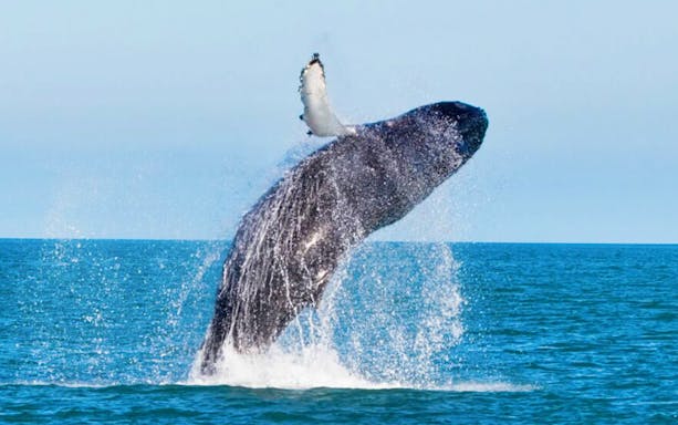 Whale breaching in Cabo San Lucas during whale watching tour.