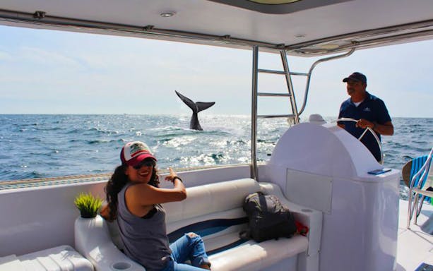 Boat tour in Cabo San Lucas with whale tail visible in the ocean.