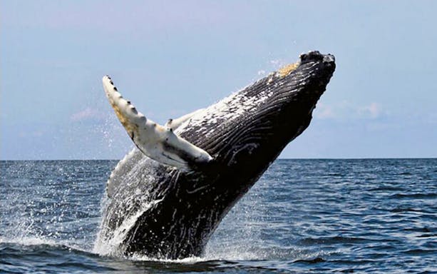 Breaching whale in Cabo San Lucas during whale watching tour.