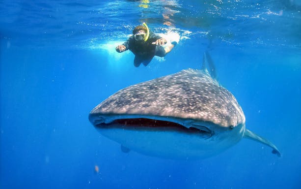 Snorkeler swimming near a whale shark in Cabo San Lucas, Baja California Sur.