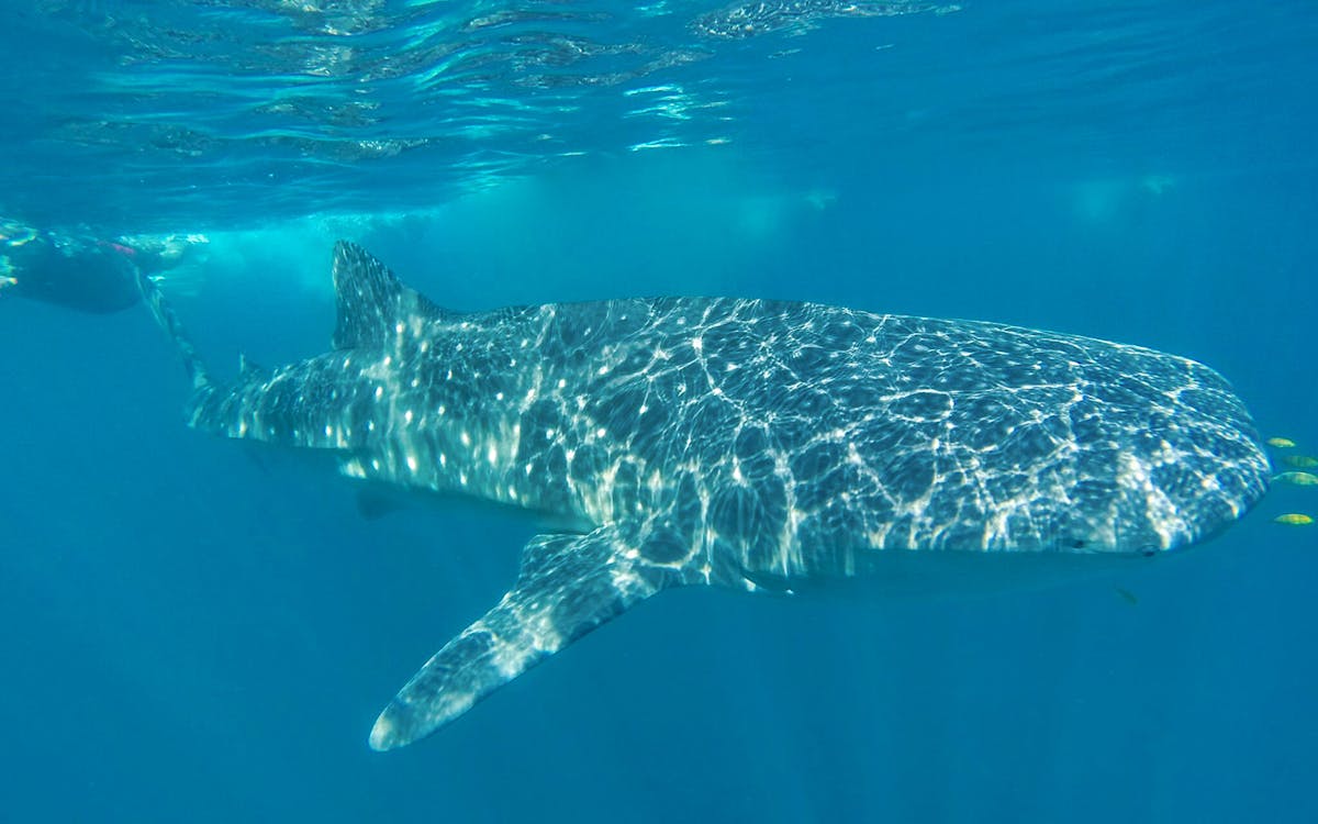 cabo san lucas: whale shark encounter, baja california sur tour with lunch & transfers-6 cabo san lucas: whale shark encounter, baja california sur tour with lunch & transfers-6