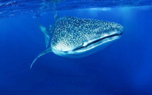 Whale shark swimming in clear blue waters, Cabo San Lucas, Baja California Sur.