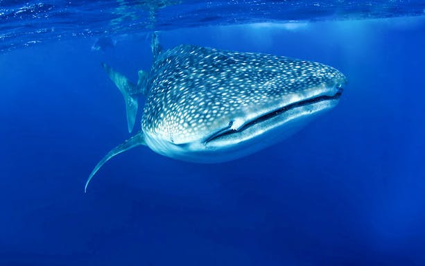 Whale shark swimming in clear blue waters, Cabo San Lucas, Baja California Sur.