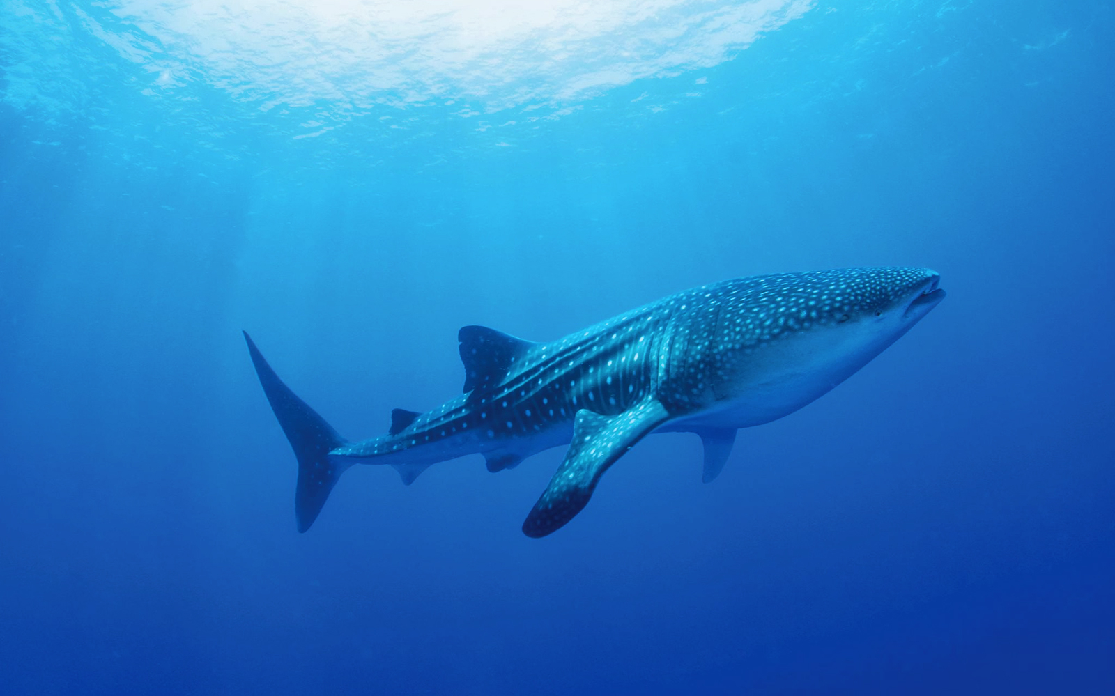 Whale shark swimming in clear blue waters, Cabo San Lucas, Baja California Sur.