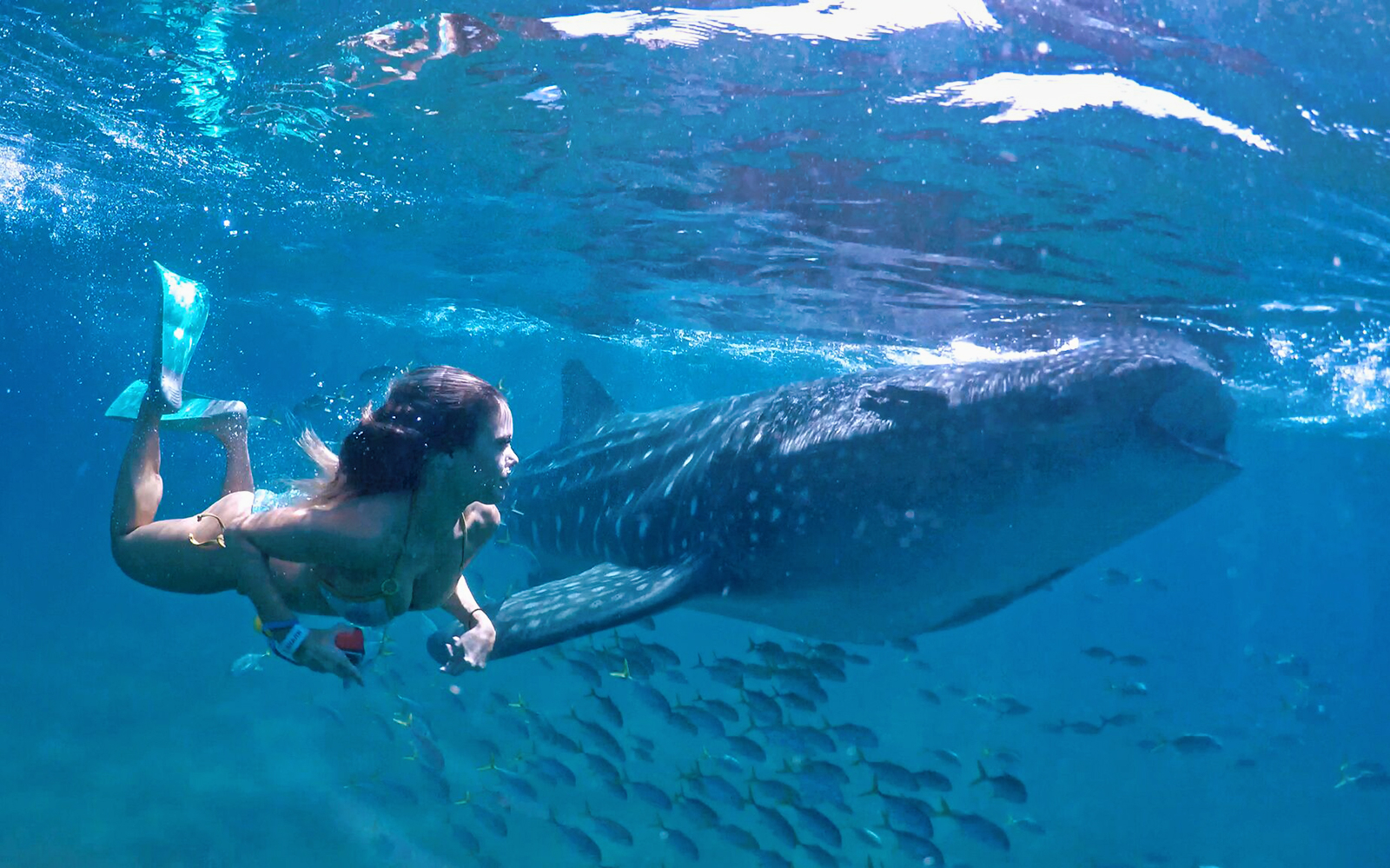 Snorkeler swimming alongside whale shark in Cabo San Lucas, Baja California Sur.