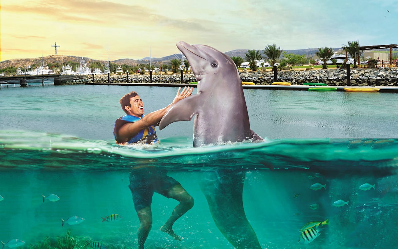 Man interacting with a dolphin in the water at Los Cabos marina, with boats and hills in the background.