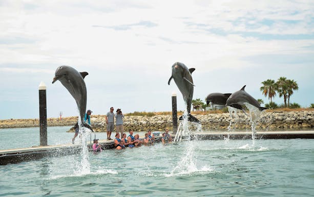 Dolphins leaping near tourists in water at Los Cabos encounter.
