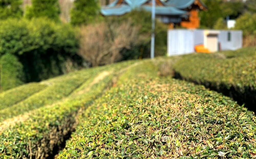tokyo online: green teatime in japan-3 tokyo online: green teatime in japan-3