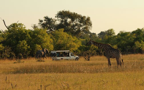 Escape to the Savanna: Botswana Virtual Tour
