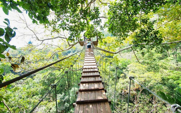 Suspension bridge in lush jungle at Elephant Jungle Sanctuary.