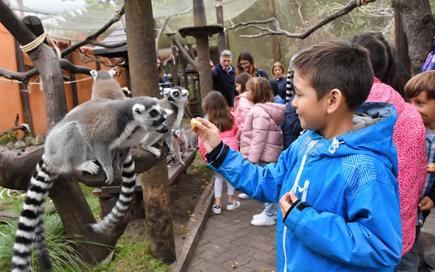 Child feeding lemurs at a zoo enclosure.