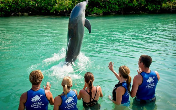 Visitors interacting with a dolphin in Tulum's turquoise waters.