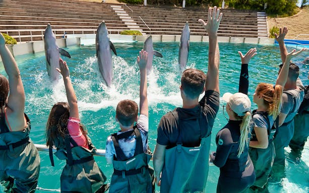 Visitors interacting with dolphins during a Tulum dolphin encounter.