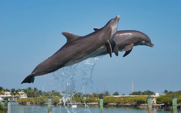 Dolphins leaping from the water during a Tulum Dolphin Royal Swim experience.