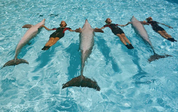 Tourists swimming with dolphins in Tulum, Mexico, during a Dolphin Swim Adventure.