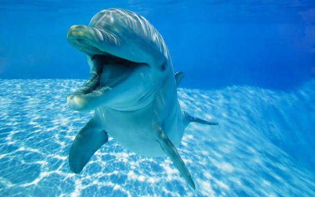 Dolphin swimming with tourists in Tulum, Mexico, during a guided adventure tour.