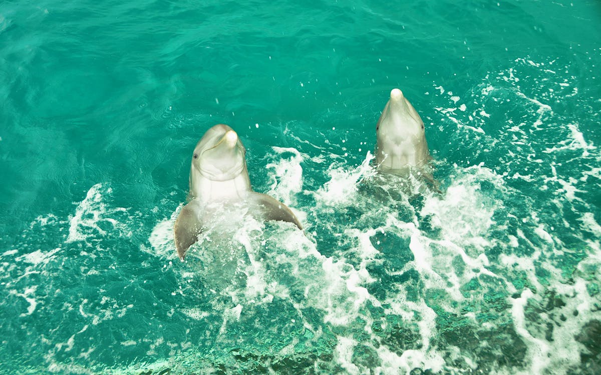 tulum: dolphin swim adventure-7 tulum: dolphin swim adventure-7