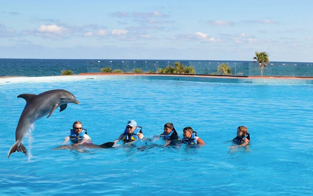 Tourists swimming with dolphins in Tulum, Mexico, during a Dolphin Swim Adventure.