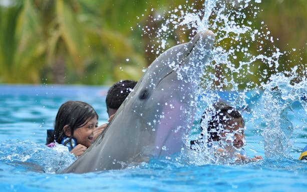 Children interacting with a dolphin in a pool at Playa del Carmen.