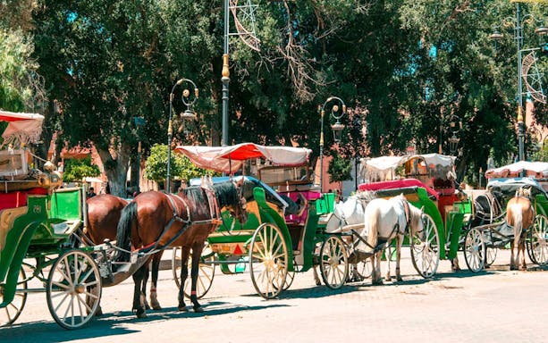 Horse-drawn carriages lined up in Marrakesh for Majorelle and Menara Gardens tour.
