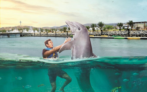 Dolphin interaction at Chankanaab Park, Cozumel with a man in a life vest.