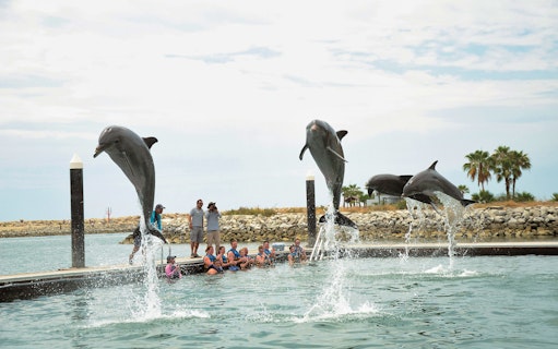 Dolphins leaping from water during Cozumel Royal Swim at Chankanaab Park.