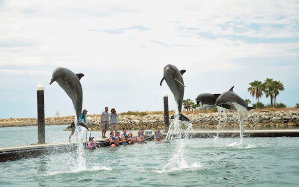 Dolphins leaping from water at Chankanaab Park, Cozumel, with tourists watching from a dock.