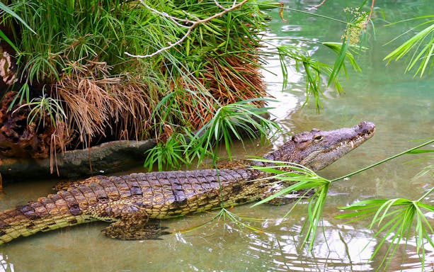 Crocodile in a lush water habitat, Puerto Vallarta tour.