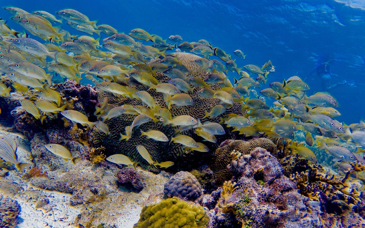 cancun explorer pass by go city -9 cancun explorer pass by go city -9