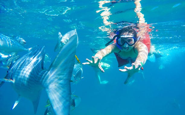 Snorkeler swimming with fish in Banderas Bay during Sea Safari tour.