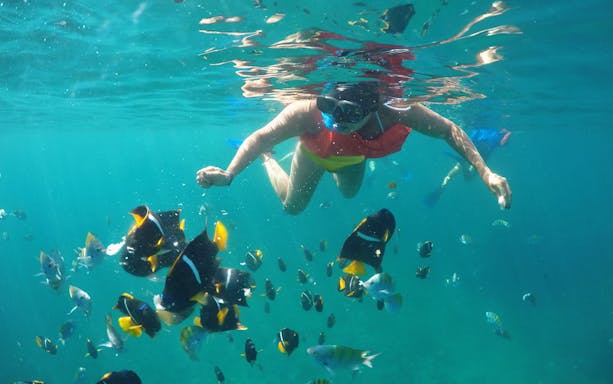 Snorkeler exploring vibrant fish in clear waters near Puerto Vallarta.