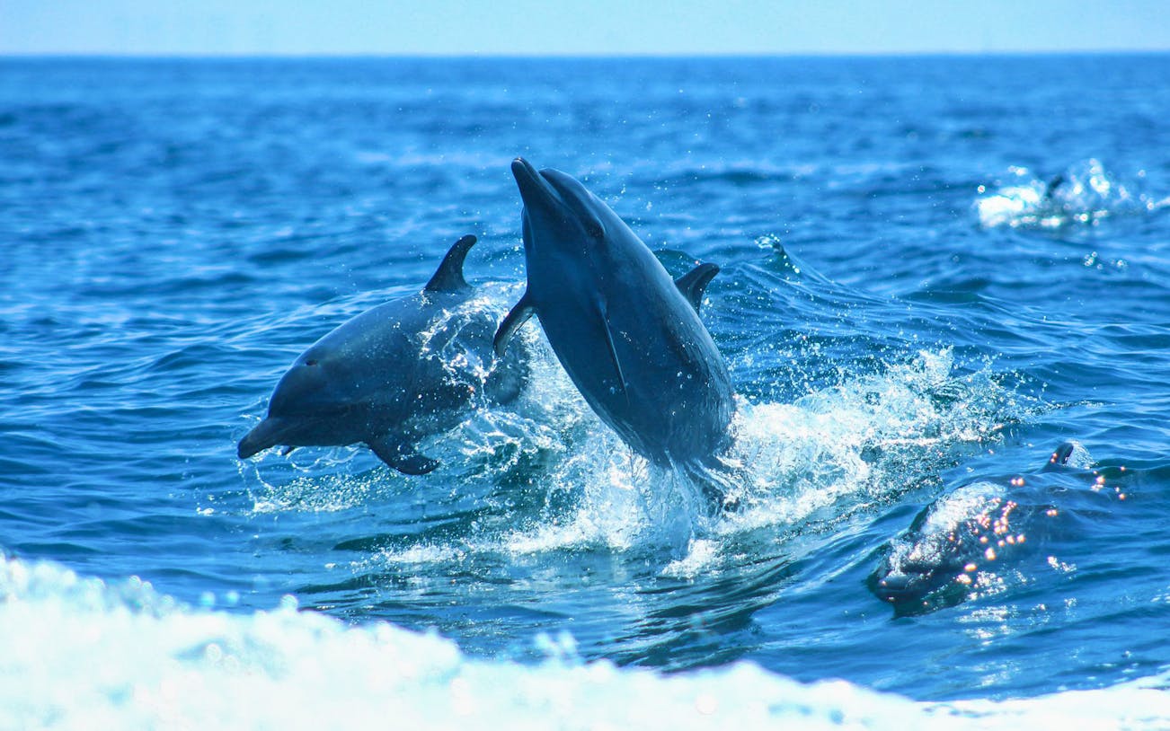 Dolphins leaping in the ocean near Islas Marietas during eco-tour from Puerto Vallarta.
