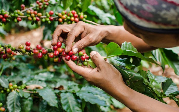 Hands picking coffee cherries on a plant in San Sebastian, Mexico.