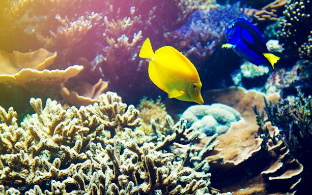 Colorful fish swimming among coral reefs in Blue Lagoon, Bali.