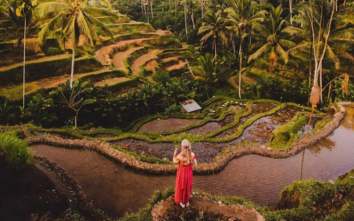 best ubud tour: monkey forest, rice terrace & waterfall-6 best ubud tour: monkey forest, rice terrace & waterfall-6